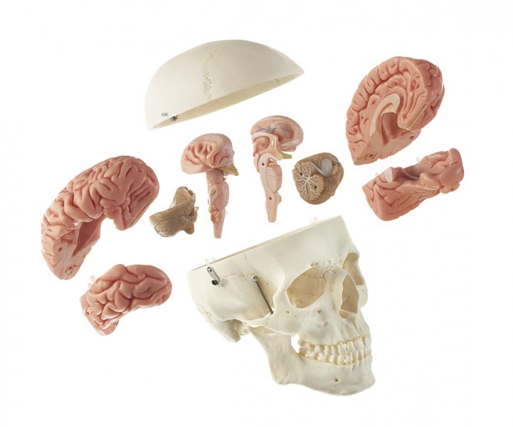 Artificial Male Human Skull with 8-part Brain