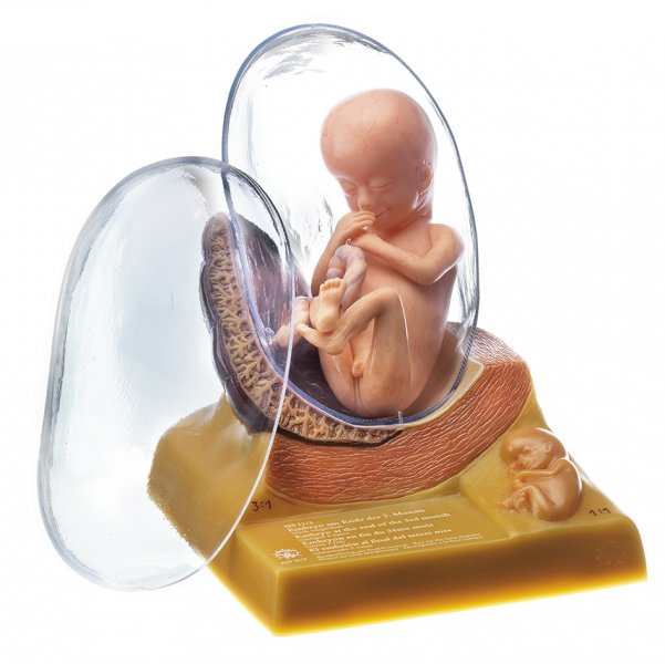 Embrione umano al terzo mese