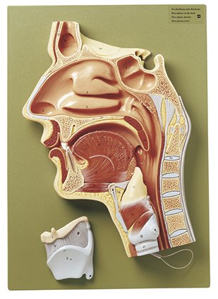 Median Section of the Cavities of Nose, Mouth, and Throat