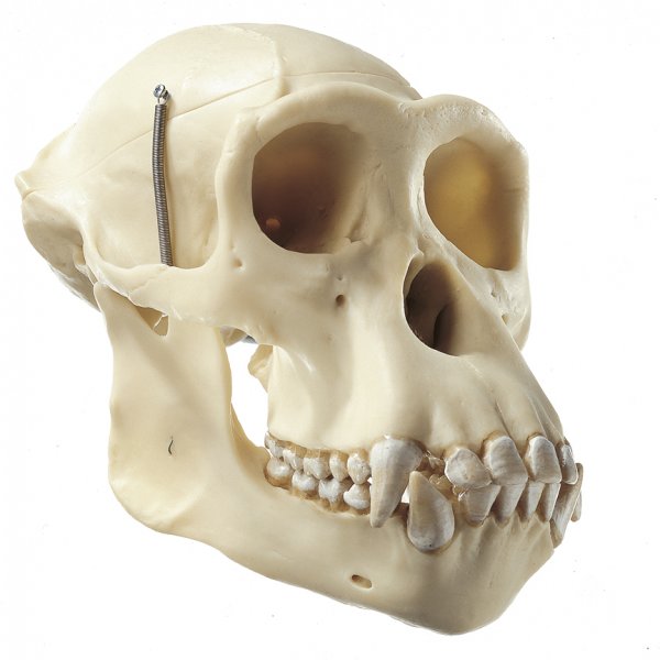 Chimpanzee Skull