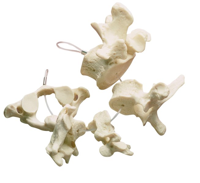 Collection of Vertebrae