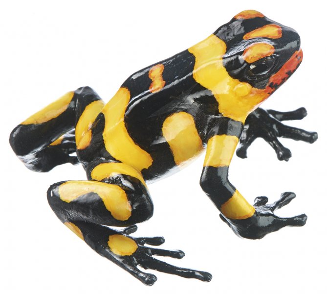 Harlequin Poison Frog