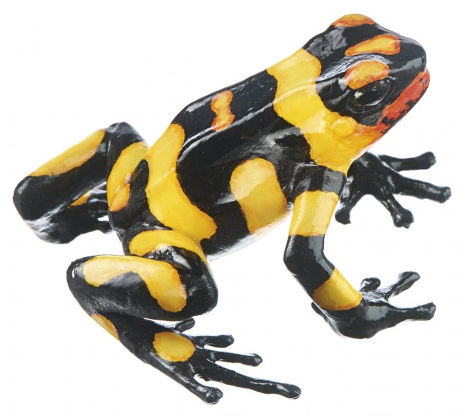 Grenouille arlequin