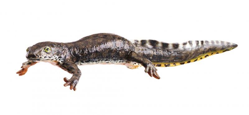 Alpine Newt