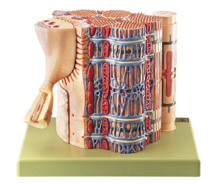 Skeletal Muscle Fibre with Functional Model