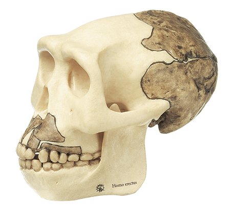Reconstrucción de cráneo de Homo erectus