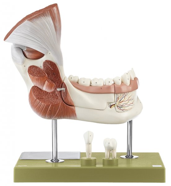 Right Lower Jaw with Muscles