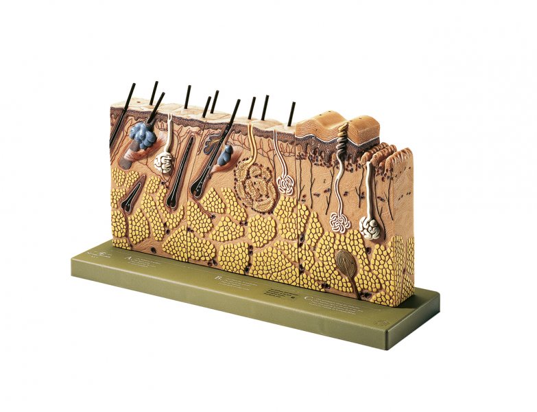 Block Model of Sectional of Skin