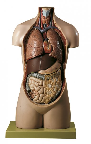 Torso di giovane senza testa