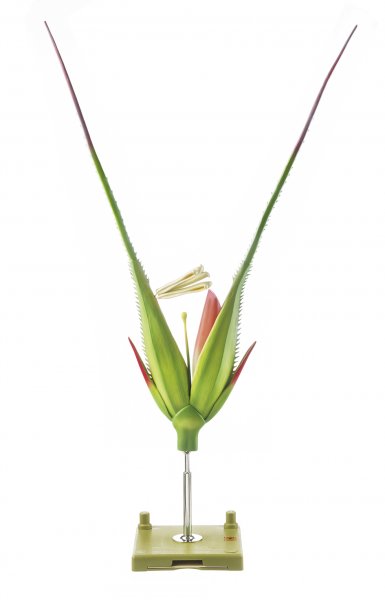 Rye Spikelet