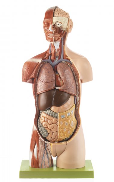 Musculature du torse, mannequin avec tête, dos ouvert et organes génitaux interchangeables.