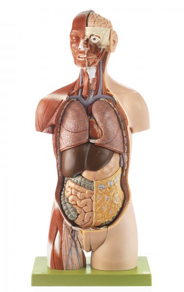 Muskeltorso mit Kopf, geöffnetem Rücken und austauschbaren Geschlechtsorganen