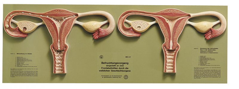 Proceso de la fecundación