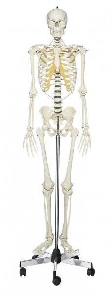 Künstliches Homo-Skelett