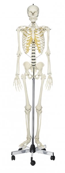 Artificial Human Skeleton