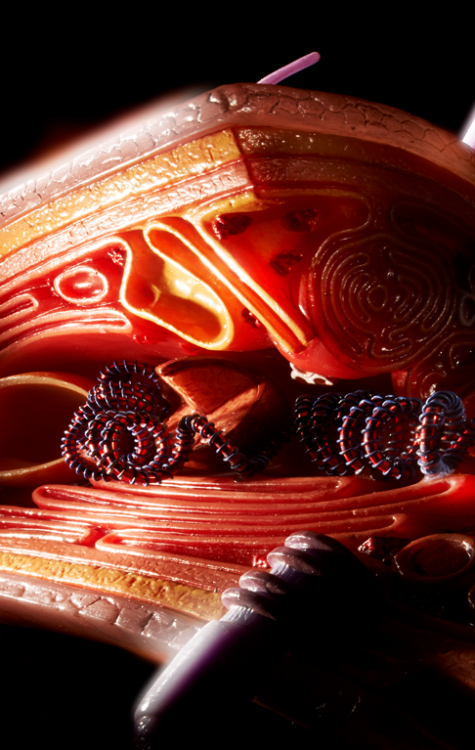 Original SOMSO® Modelle SOMSO®