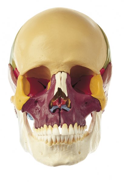 Modelo de cráneo de 18 piezas