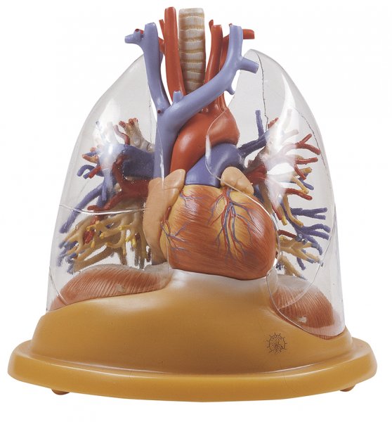 Modello da tavola di cuore e polmoni