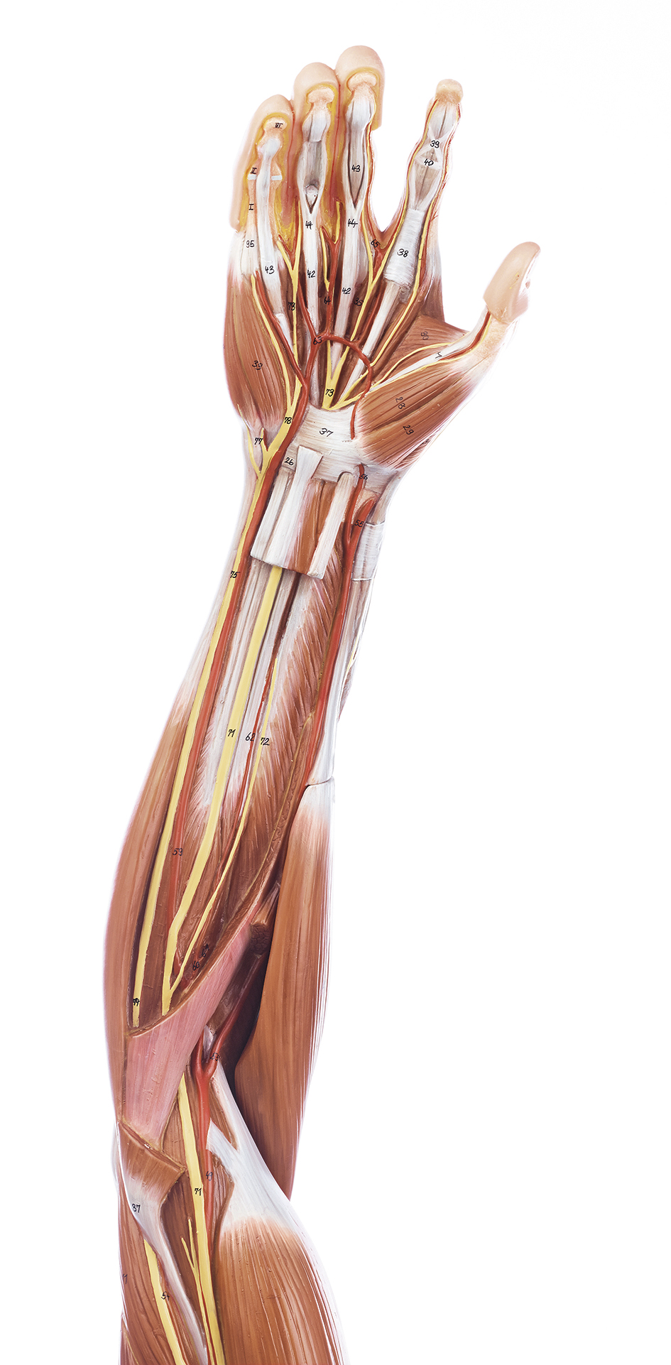 Muscles of the Arm with Shoulder Girdle (NS 15) · Anatomy models