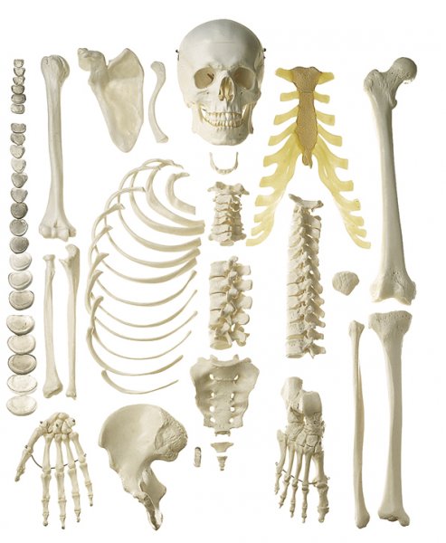 Unmontiertes halbes Homo-Skelett, weiblich