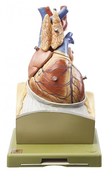 Cœur sur socle représentant le diaphragme