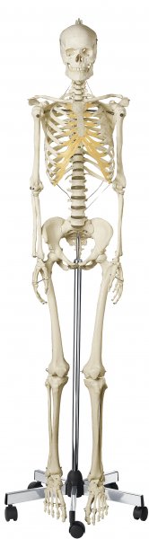 Artificial Human Skeleton