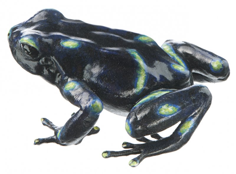 Green and Black Poison Dart Frog