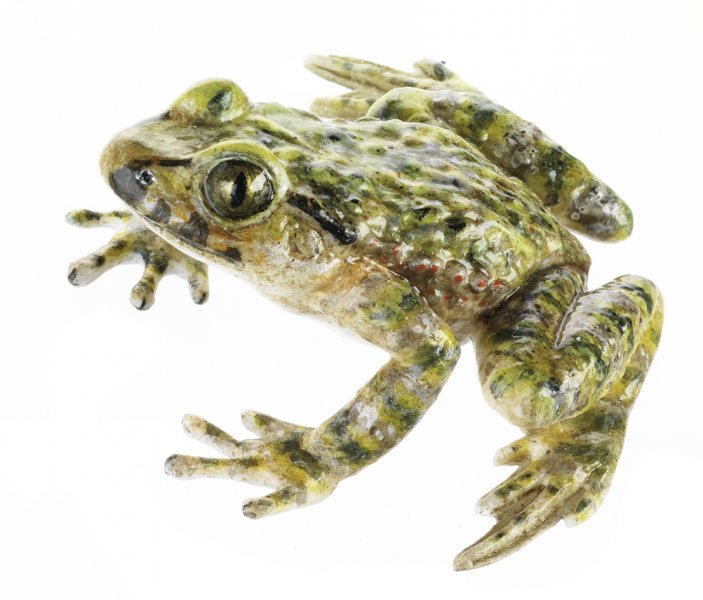 Common Parsley Frog