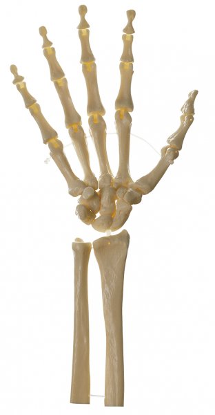 Esqueleto de la mano, derecha (articulaciones móviles)