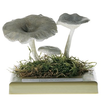 Clitocybe odorant