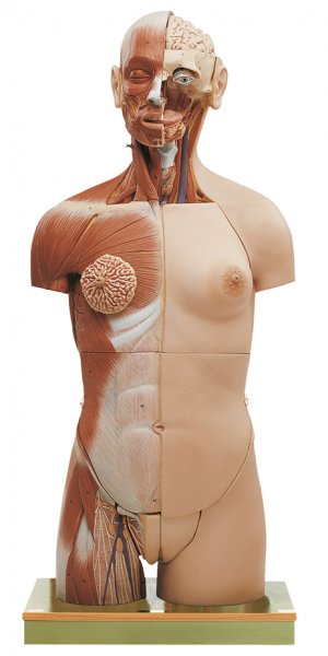 Torso muscular con cabeza, espalda abierta y órganos genitales intercambiables