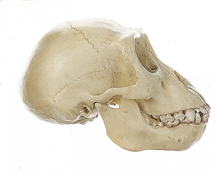 Cráneo de gorila, joven