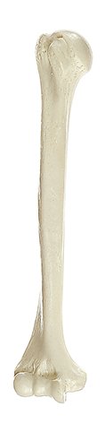 Humerus