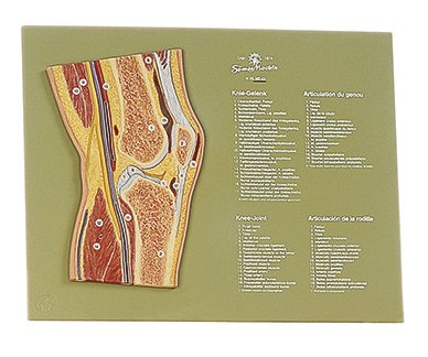 Section through the Knee Joint