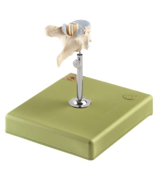 General Anatomy › Anatomy models | SOMSO®