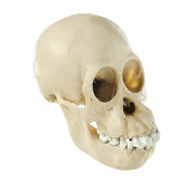Cranio di orangutan, giovane