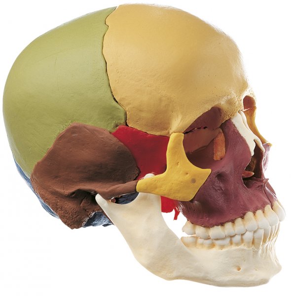 Modelo de cráneo de 14 piezas