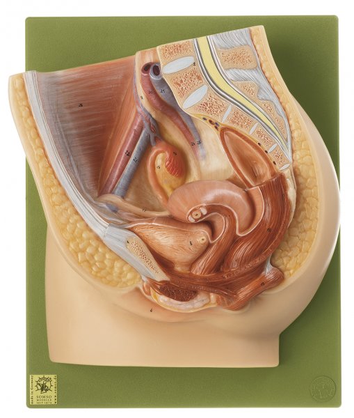 Median Section of the Female Pelvis