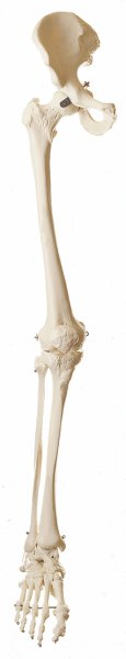 Squelette de la jambe avec moitié du bassin