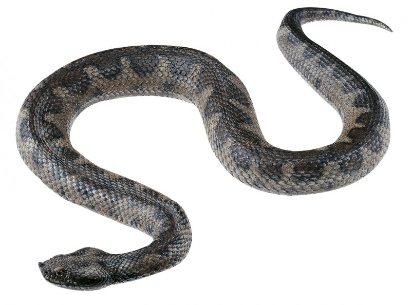 Vipera a. ammodytes