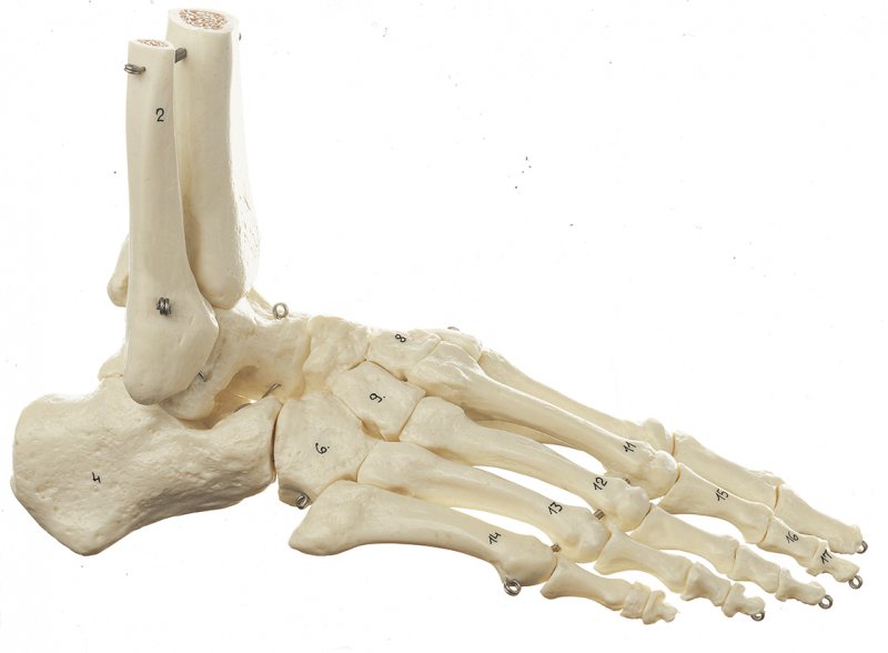 Esqueleto del pie (montaje con alambre)