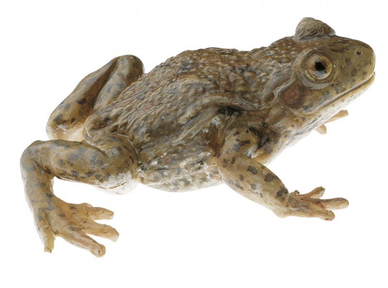 Midwife Toad