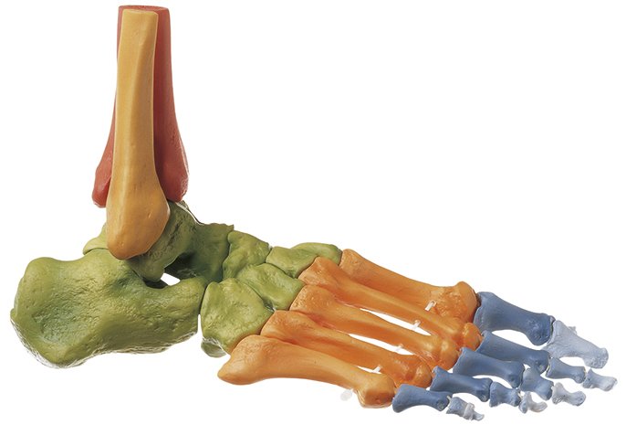 Esqueleto del pie, derecho (articulaciones móviles + color)
