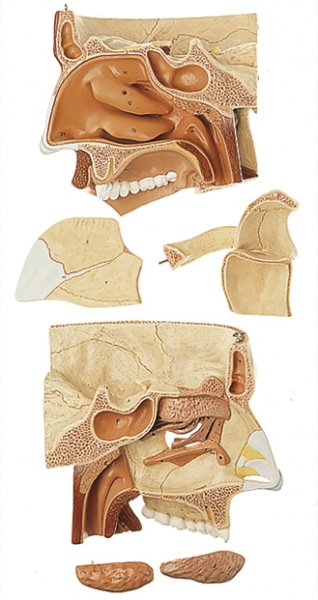 Nose and Nasal Cavities