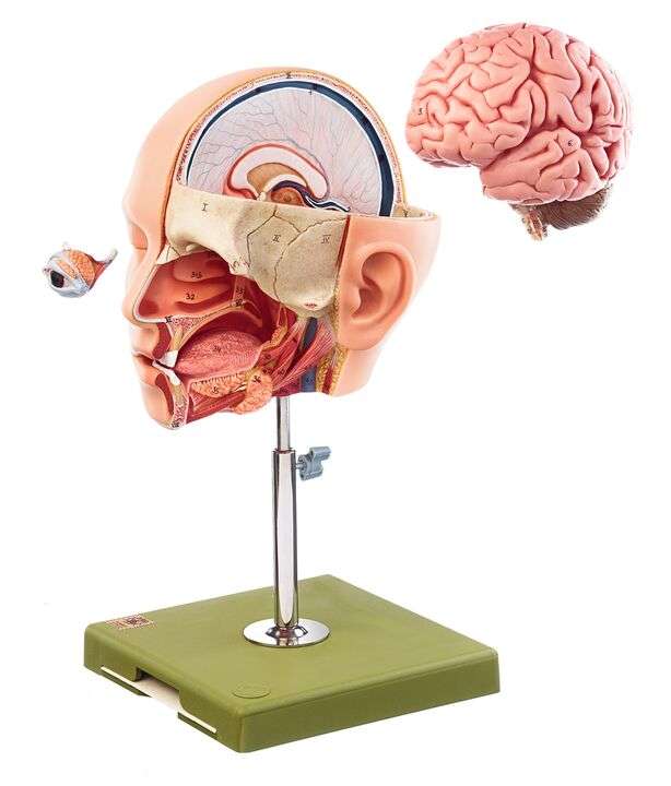 Model of the head (BS 19) · Anatomy models | SOMSO®