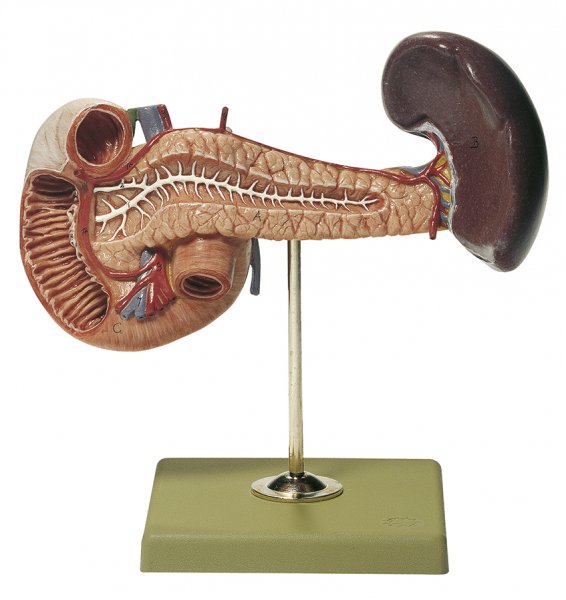 Pancreas with Spleen and Duodenum