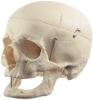 Cranio Umano Artificiale