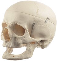 Artificial Human Skull