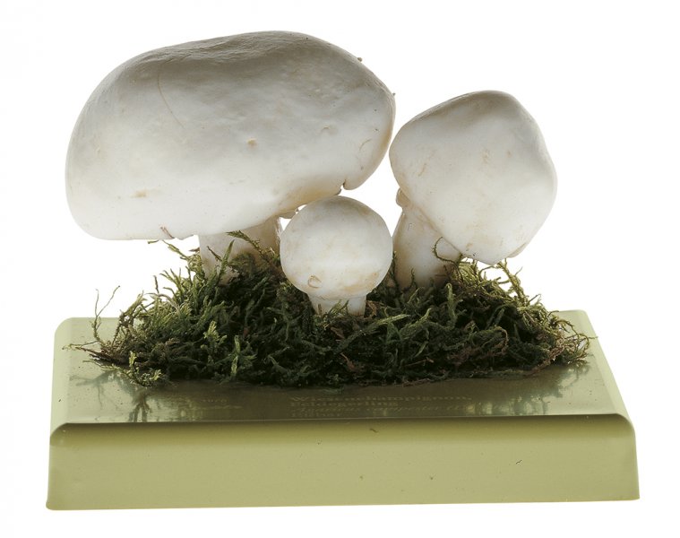 Wiesenchampignon, Feldegerling