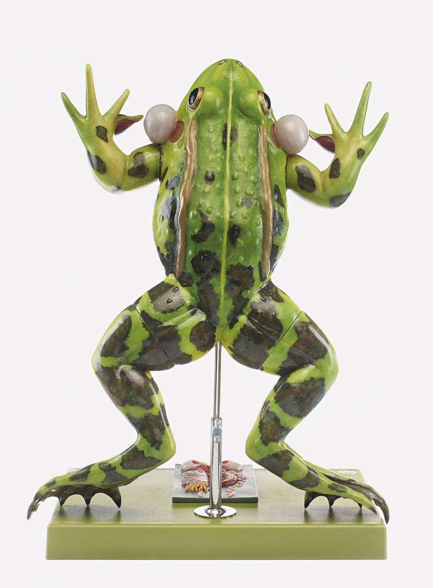 Edible Frog (ZoS 100/1) · Zoology models | SOMSO®